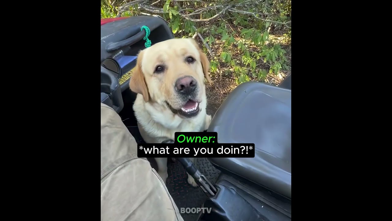 Golden Retriever Wants Another Breakfast