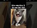 그거 바퀴 아님 #고양이 #동물 #쇼츠