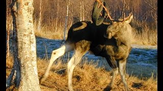 Moose stuck in a tire swing