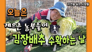 Today is the day lazy farmers harvest kimchi cabbage: Harvesting Kimchi Cabbage [People who resem...