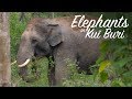 Kui Buri - Elephants in Thailand