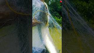 Boal fish catching in the river! #shorts #raphaelfishings