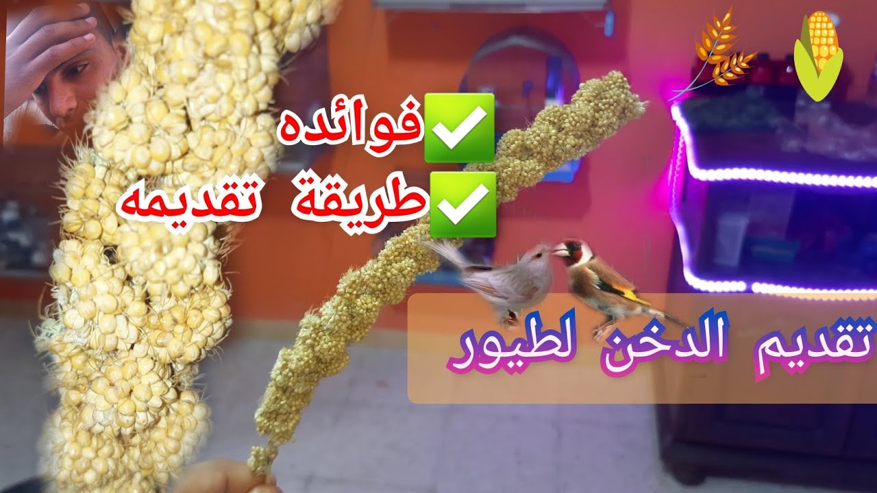 سوف تقدمه لطيورك على الفور بعد معرفة فوائده الكثيرة ...