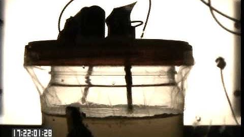 Effects of Water Dispersal and Conductivity in Microgravity - NASA WING