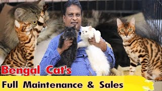 Bengal / Persian cat Full Maintenance and Sale in Tamil /பூனை முழு பராமரிப்பு மற்றும் விற்பனை