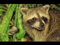 Cute Raccoon in the bushes