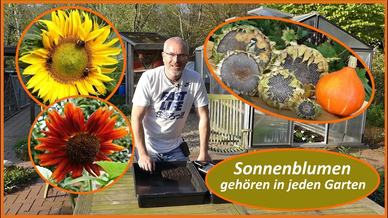 Sonnenblumen / Bienenweide, Vogelfutter, Augenweide, ein muss in jedem