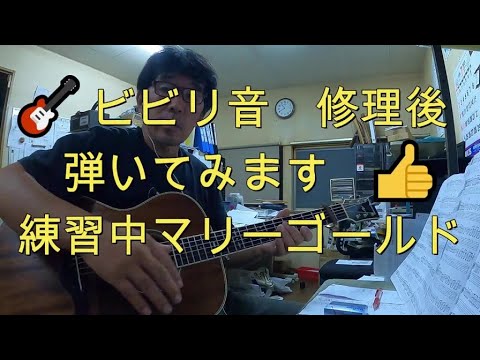 🎸　ビビリ音　修理後　弾きます　マリーゴールド　Ibanez AVC10MHE-OPN    ギター アイバニース