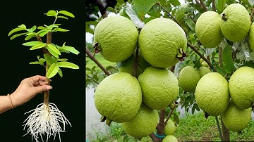 How To Propagate Guava Trees Cutting Faster With Egg Chicken, how to growing guava tree