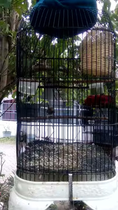 Cemblek isian benalu