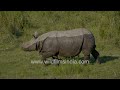 Rhino spa day: One-horned beauty takes a refreshing dip in Kaziranga National Park