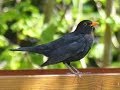 Голоса птиц. Дрозд чёрный (Turdus merula)