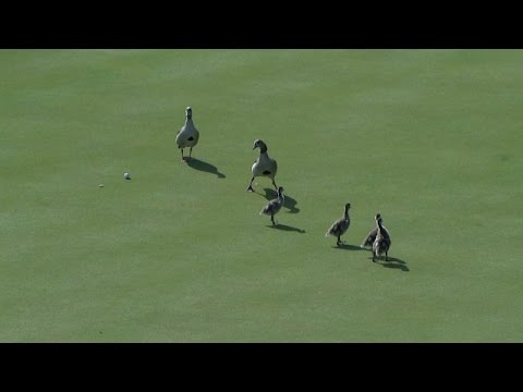 Rafa Cabrera Bello's lucky break leads to solid par at Dell Match Play