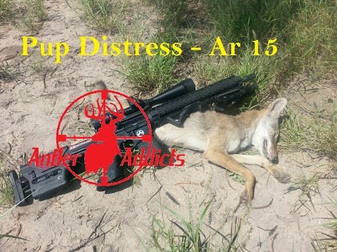 Coyote Hunting - Tracking Blood Trail