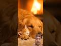 Billi ke bacche ko bachaya #animals #wildliferescue #dog #super #cat #animalworld