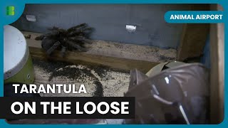 Tarantula Escape Alert! - Animal Airport - Animal Documentary