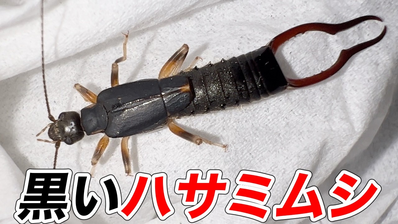 A viewer kindly provided me with an insect I've never seen before