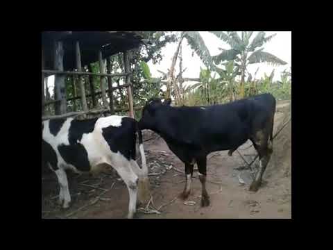 very fast mating cow