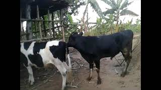 very fast mating cow