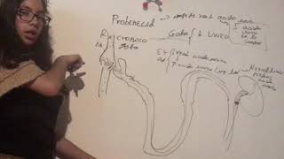 Probenecid. Chronic treatment for gout