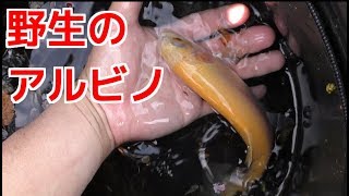 野生のアルビノニジマスを捕獲!! アルビノ 検索動画11 野生のアルビノニジマスを捕獲!! アルビノ 検索動画 11