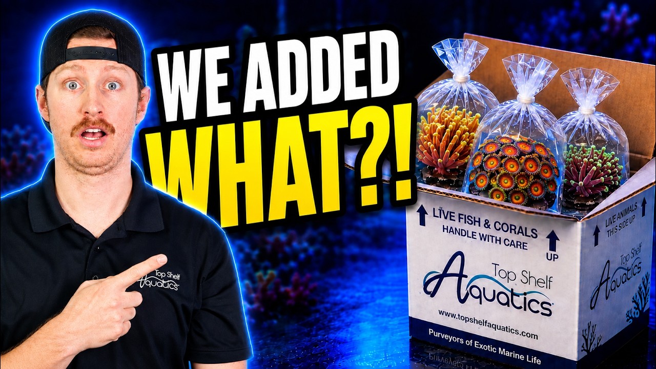 Shopping Behind the Scenes at Top Shelf's Coral Farm!