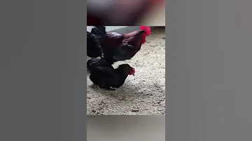 ¿Cuántas veces al día se aparean los gallos?