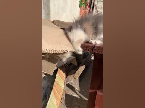 Миле кошеня #cute #nature #viralvideo #kitten #cat #funny #animals ...