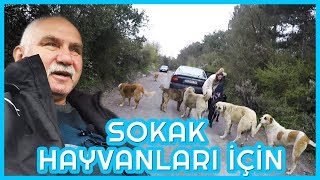 Bu Vi̇deo Sokak Hayvanlari İçi̇n