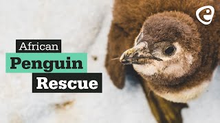 The African Penguin: Rescue, Rehab & Release (South Africa)