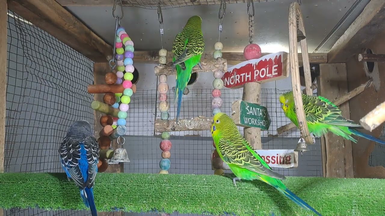 “When your pet is funnier than your friends 😂🦜”