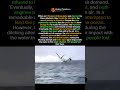 This Plane Ran Out of Fuel Over the Ocean 🌊✈️