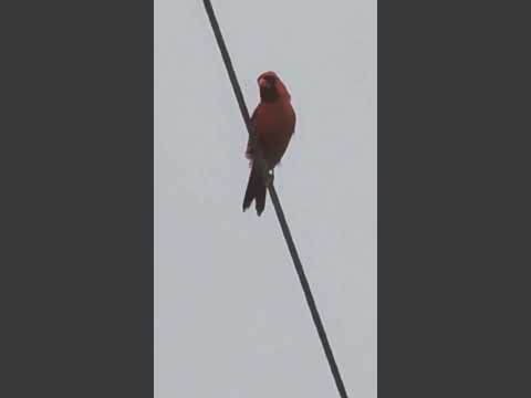 Cardinal takes a quick rest and then flies off .#nature #cardinal #bird