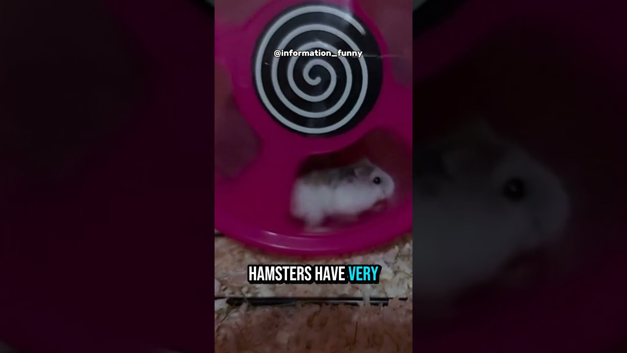 So What Do You Think About Hamster Shorts Youtubeshorts Hamsterkombat Fyp