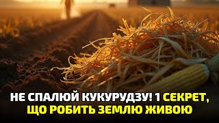 видео: Не спалюй кукурудзяне бадилля! Селяни шоковані: старий спосіб повертає родючість за одну зиму! картинка: Не спалюй кукурудзяне бадилля! Селяни шоковані: старий спосіб повертає родючість за одну зиму!