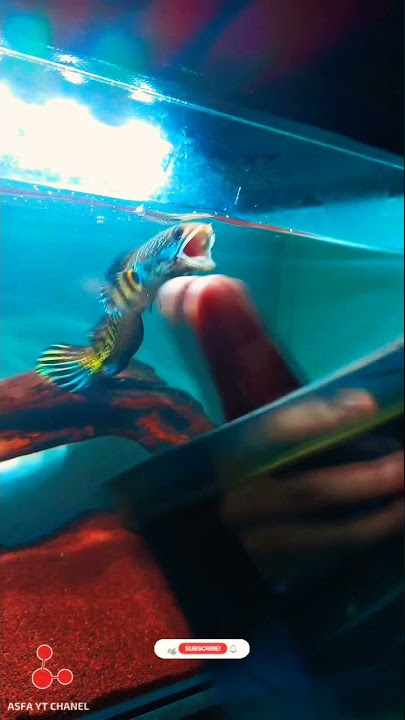 Channa Aurantimaculata Practices Being Even More Fierce, Snakehead Fish From India