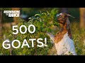 Adding 500 goats to our ranch  regenerating the ranch ep 5