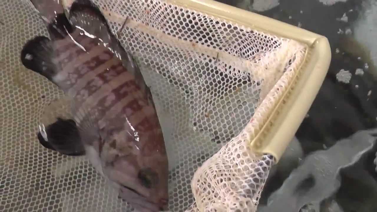 マハタを頂きました　　　Epinephelus septemfasciatus