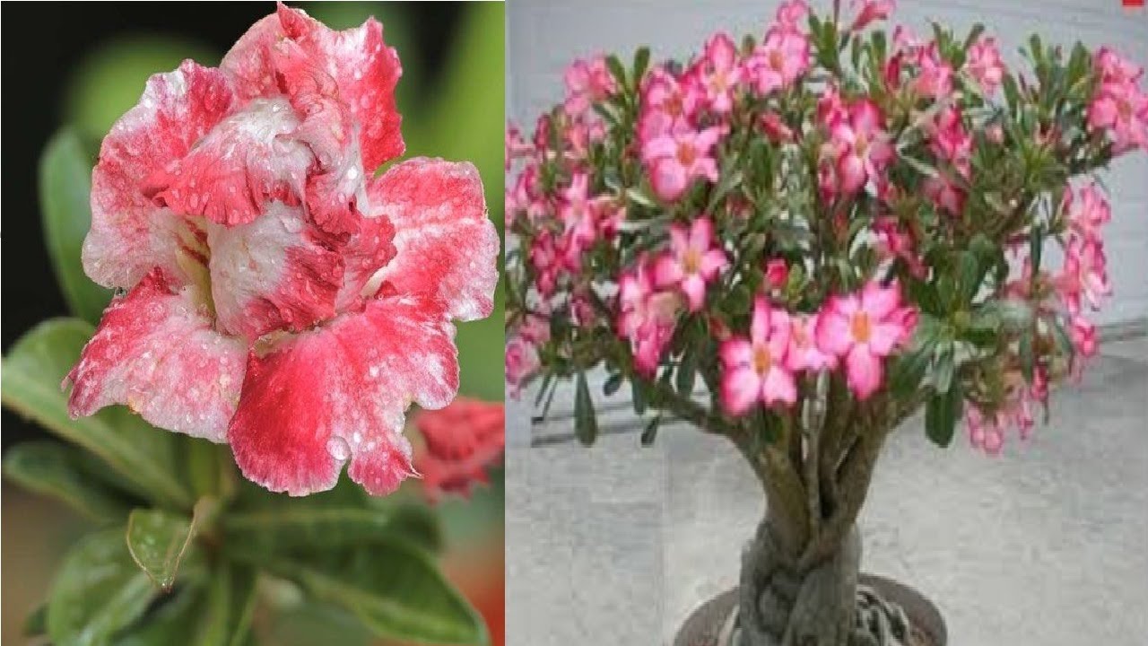 How To get more Flowers from Adenium , Grow & Flower Adenium easy ways