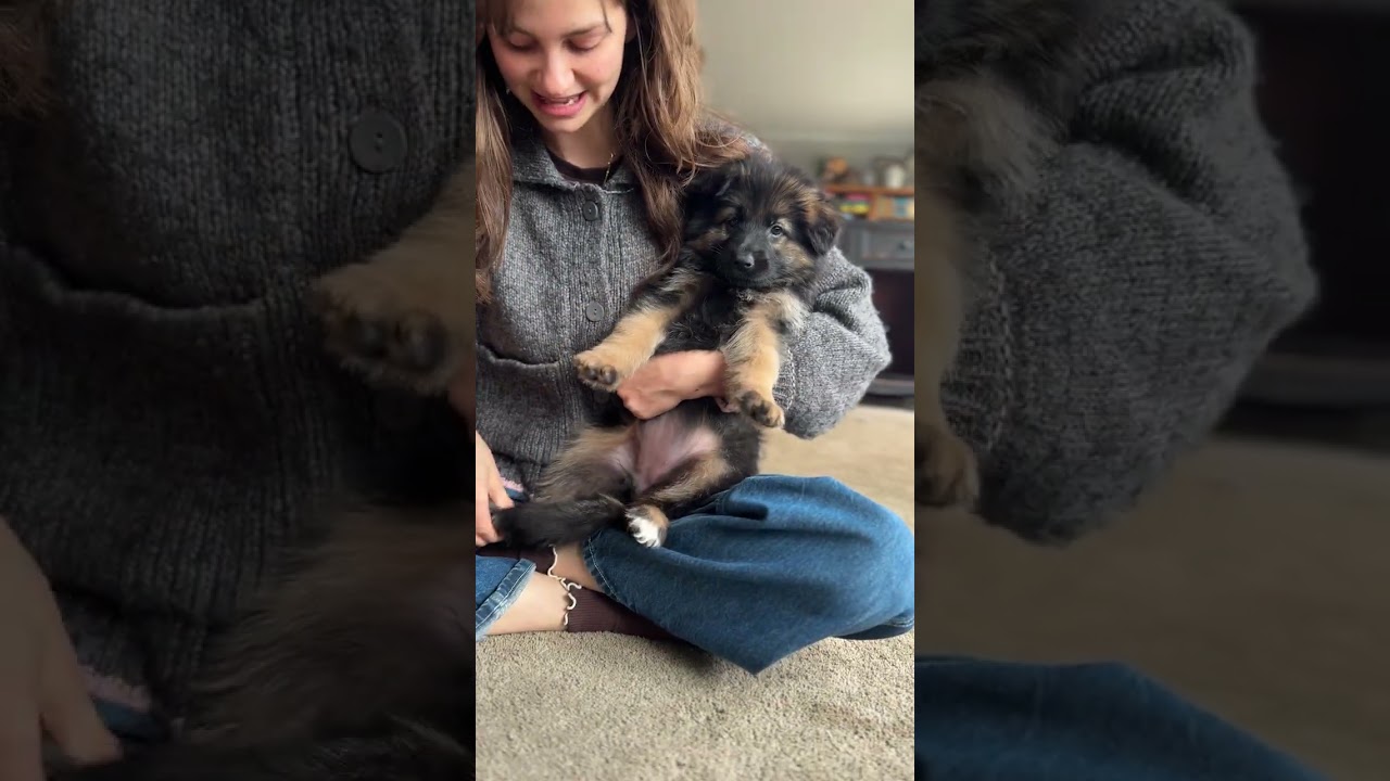 Miss Blue Chelsea x Fuego