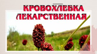 Кровохлебка лекарственная. Фитотерапия в маммологии №3