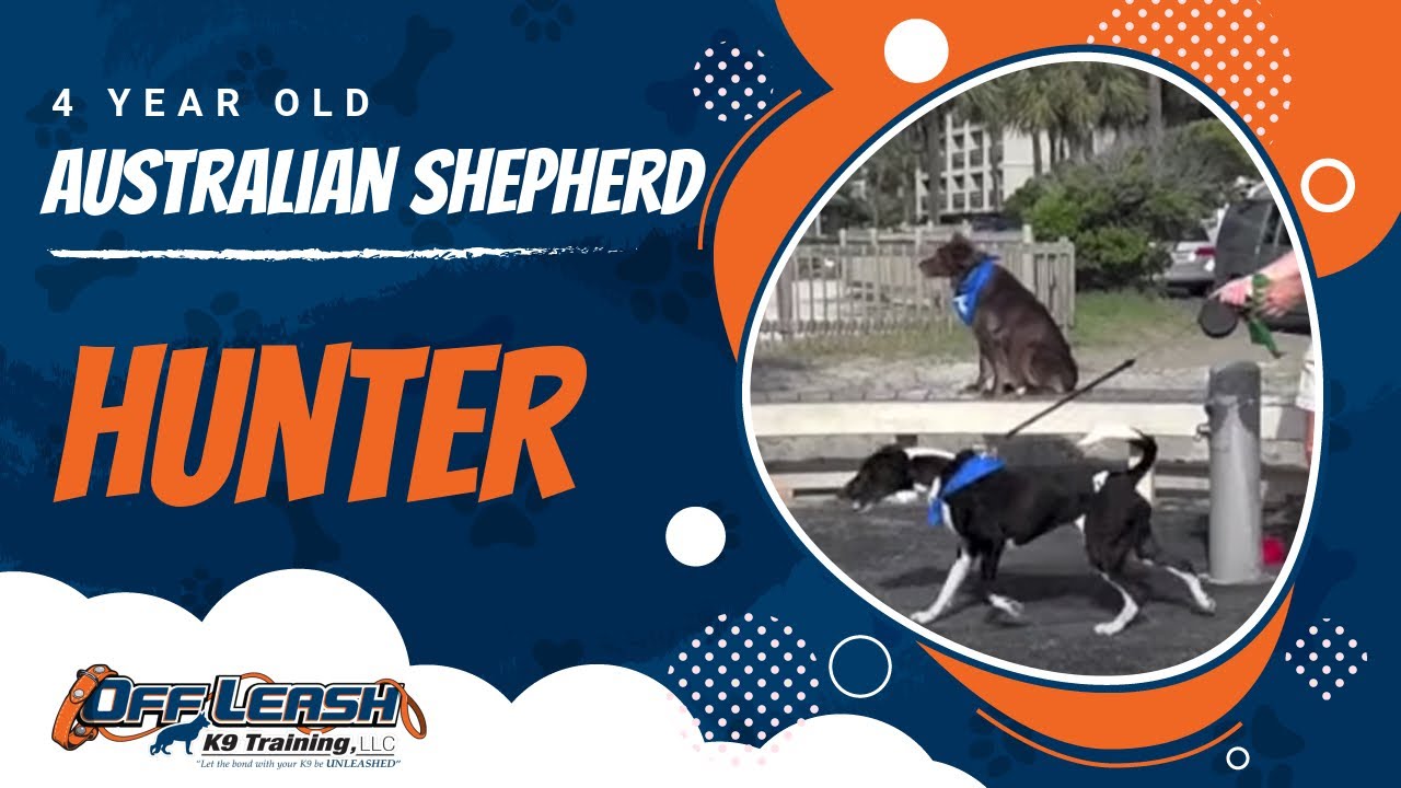 australian shepherd jacksonville fl amazing olk9 trained australian shepherd is your dog this good australian shepherd jacksonville fl amazing olk9 trained australian shepherd is your dog this good