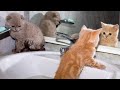 Funniest baby animals    best cats dogs  farm animals