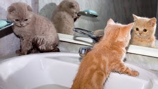 FUNNIEST Baby Animals 🤣 😂 | Best Cats, Dogs & Farm Animals