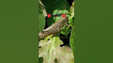 ⚠️ WARNING ⚠️🛑 INTRUDER ALERT🛑 I repeat we have a INTRUDER . #grasshoppers #intruders #garden