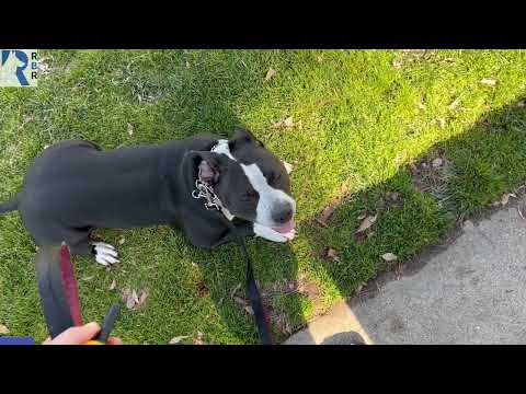 High strung dog working on existence work watching kids play.  How to train for CALM dog.