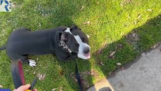 High Strung Dog Working On Existence Work Watching Kids Play. How To Train For Calm Dog.