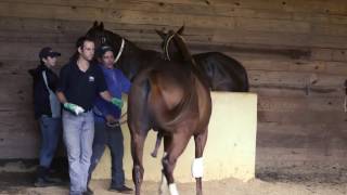 Stallion Collection - Artificial Insemination