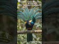 ek esi bird jo lupt hoti ja rhi hai #bird-of-Paradise #Bird #short #video 🕊️