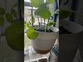 #indoorgarden Mid June mini tour ❄️ Winter Seedlings | #zone5gardening